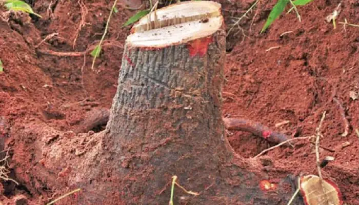 Pune Crime News | खडकी एम्युनिशन फैक्टरी परिसर से चंदन के पेड़ की चोरी, दो लोग गिरफ्तार