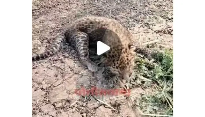 Leopard Near Pune Hinjewadi IT Park
