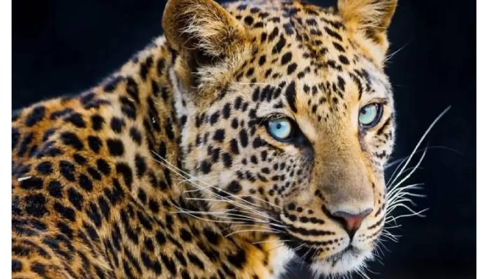 Leopard Attack In Pune | पुणे: जुन्नर तहसील स्थित पिंपलवंडी गांव में तेंदुए के हमले में बाल-बाल बचा युवक